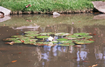 Lago antes do tratamento — água turva